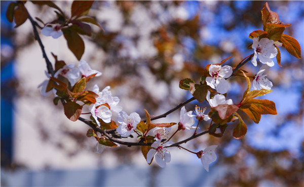 春暖花開(kāi)，等你歸來(lái)——邀你云賞南新春景，以慰思念